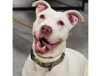 Adopt Kilo a White - with Tan, Yellow or Fawn Mixed Breed (Large) / Mixed dog in