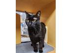 Adopt Noir a All Black Domestic Shorthair (short coat) cat in Barrington Hills