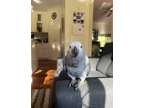 Clean Happy African Grey Parrots Available