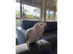 AD Hot Cake African Grey Parrots Available