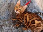 Gorgeous Bengal Kittens Available