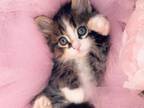 Most Beautiful Kittens