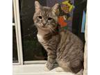 Adopt Church a Gray or Blue Domestic Shorthair / Mixed cat in North Hollywood