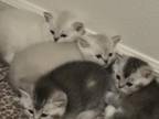 British Shorthair Kittens