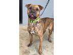 Adopt Rocko a Brindle Pit Bull Terrier / Shar Pei / Mixed dog in Marion