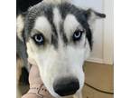 Adopt Briar Rose a Gray/Silver/Salt & Pepper - with Black Husky / Mixed dog in