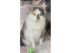 Adopt Bella a Orange or Red Domestic Shorthair / Mixed (short coat) cat in