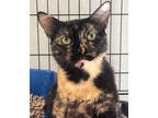 Adopt Punky a All Black Domestic Shorthair / Mixed (short coat) cat in Pomona