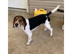 Adopt Ace a Tricolor (Tan/Brown & Black & White) Beagle / Mixed dog in Baton