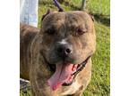 Adopt Hoss a Brindle - with White American Staffordshire Terrier / Mixed dog in