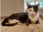 Adopt Mandy a Black & White or Tuxedo Domestic Shorthair (short coat) cat in