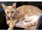 Adopt Cosabella a Orange or Red Tabby Domestic Shorthair (short coat) cat in