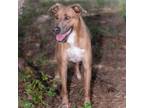 Adopt Phoebe a Tan/Yellow/Fawn Labrador Retriever / Mixed dog in Leesburg