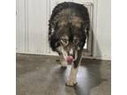 Adopt Baloo a Black Husky / Mixed dog in Eufaula, OK (36679425)