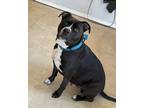 Adopt Pudge a Black - with White Pit Bull Terrier / Mixed dog in Hicksville