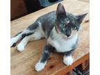 Adopt Midori a Calico or Dilute Calico Calico (short coat) cat in Huntington