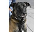 Adopt BAXTER a Tan/Yellow/Fawn German Shepherd Dog / Mixed dog in Huntington