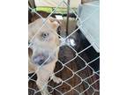 Adopt Ron a Tan/Yellow/Fawn - with White Pit Bull Terrier / Weimaraner / Mixed