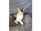 Adopt Summer a Calico or Dilute Calico Domestic Shorthair (short coat) cat in