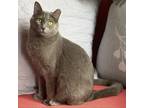 Adopt Laverne a Gray or Blue Domestic Shorthair / Mixed cat in Gibsonia