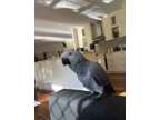 RHDS Sweet Talking African Grey Parrots Available