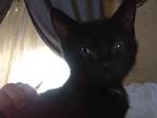 Adopt Rascle a Black (Mostly) American Shorthair (medium coat) cat in Inverness