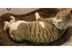 Adopt EmmaJean a Tiger Striped American Shorthair (short coat) cat in Dallas