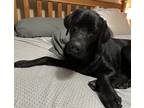 Adopt Rip a Black Labrador Retriever / Mixed dog in Wichita, KS (36425250)