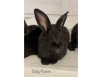 Adopt Baby Raven a Other/Unknown / Mixed rabbit in Fountain Valley