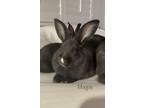 Adopt Magpie a Other/Unknown / Mixed rabbit in Fountain Valley, CA (36450788)
