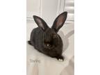 Adopt Starling a Other/Unknown / Mixed rabbit in Fountain Valley, CA (36450860)