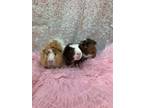 Adopt Bubbles & Blossom & Buttercup a Guinea Pig small animal in Fountain