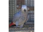 FGSD Playful Home African Gery parrots Available