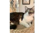 Adopt Mystere a Gray, Blue or Silver Tabby Domestic Longhair (long coat) cat in