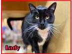 Adopt Lady a Spotted Tabby/Leopard Spotted Domestic Shorthair / Mixed cat in