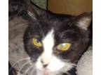 Adopt Riley a Spotted Tabby/Leopard Spotted Domestic Shorthair / Mixed cat in