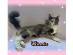 Adopt Winnie a Spotted Tabby/Leopard Spotted Domestic Shorthair / Mixed cat in