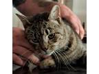 Adopt Roscoe a All Black Domestic Shorthair / Mixed cat in Washington