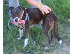 Adopt Pumpkin a Brindle - with White Boxer / Cattle Dog / Mixed dog in Bandera