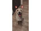 Adopt Rocky a White - with Tan, Yellow or Fawn Labrador Retriever / Husky /