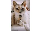 Adopt Akasha a Calico or Dilute Calico Domestic Shorthair / Mixed cat in Solana