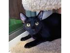 Adopt Mitzi a All Black Domestic Shorthair / Mixed cat in Buffalo, NY (36433050)