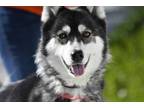 Adopt FIFI a Black Husky / Mixed dog in Huntington Beach, CA (36574491)