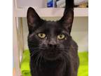 Adopt Onyx a All Black Domestic Shorthair / Mixed cat in SHERIDAN, WY (36631337)
