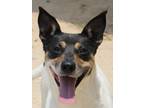 Adopt KATE a Tricolor (Tan/Brown & Black & White) Terrier (Unknown Type