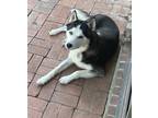 Adopt Luke a Gray/Silver/Salt & Pepper - with Black Husky / Mixed dog in