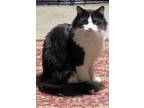 Adopt Adam a Black & White or Tuxedo Domestic Longhair (long coat) cat in East