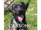 Adopt Carson a Brindle Hound (Unknown Type) / Mixed dog in Warren, PA (36064750)