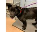 Adopt Mister Sauce - ADOPTED -IN FOSTER a Black Mixed Breed (Small) / Mixed dog