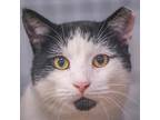 Adopt Arwyn a All Black Domestic Shorthair / Domestic Shorthair / Mixed cat in